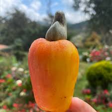 cashew fruit