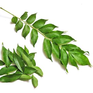 CURRY LEAVES KADI PATTA