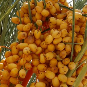 date fruit