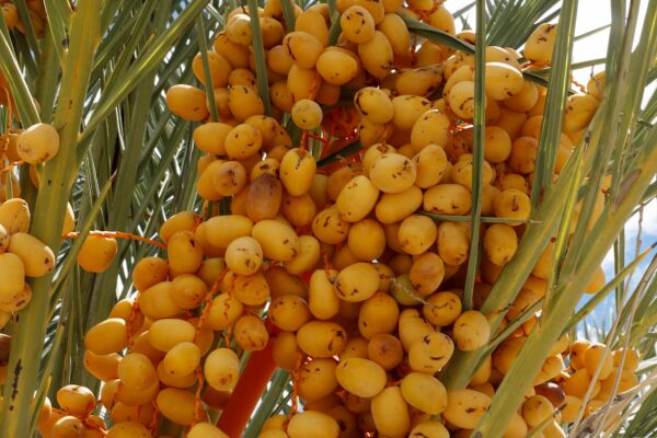 date fruit