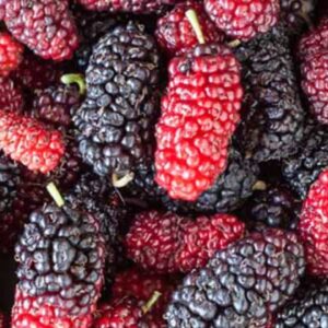 mulberry