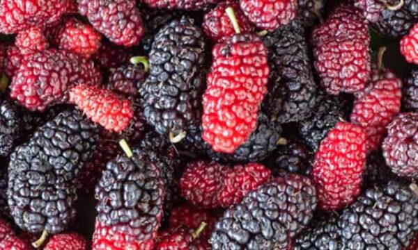 mulberry