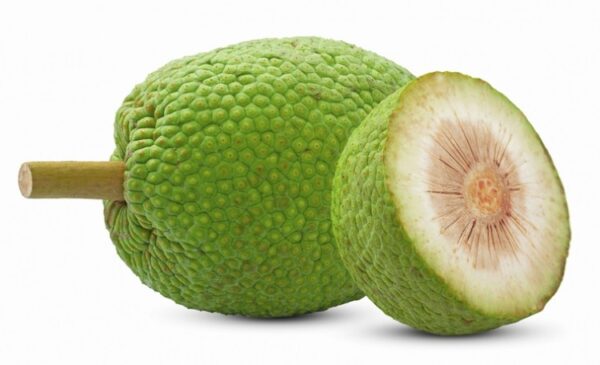 bread fruit