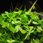 FENUGREEK LEAVES METHI BHAJI