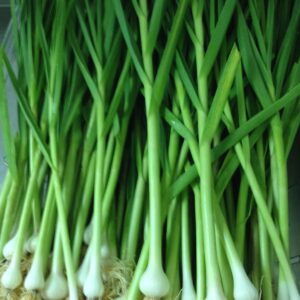 GREEN GARLIC