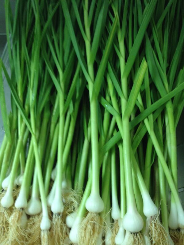 GREEN GARLIC