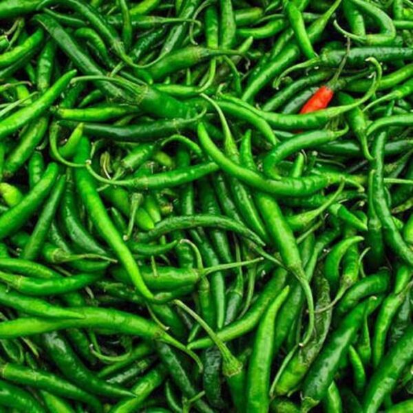 GREEN CHILLI SMALL SPICY