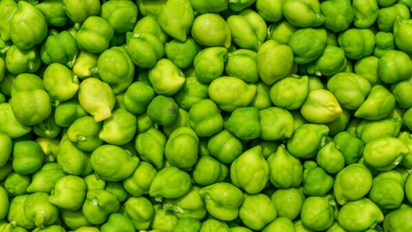 POPTA GREEN CHANA