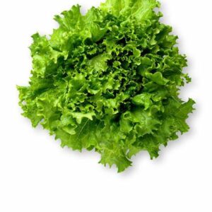 GREEN LEAF LETTUCE