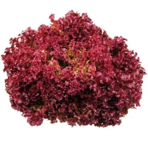 RED LEAF LETTUCE - LOLLO ROSSO