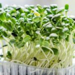 MICROGREENS