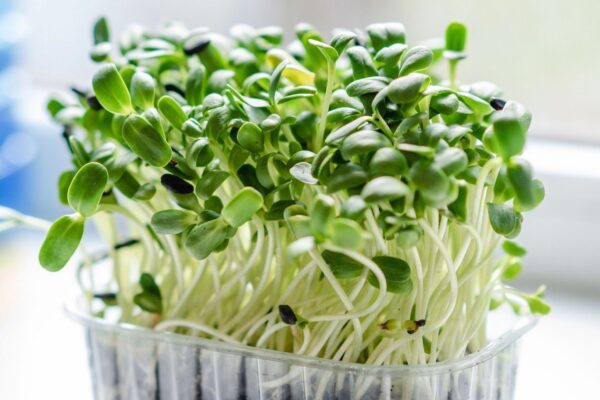 MICROGREENS