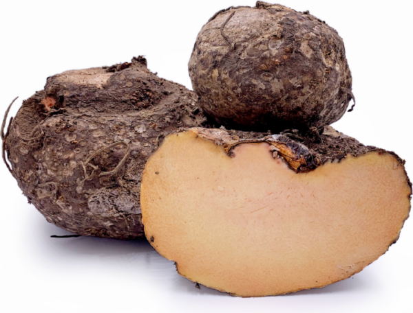 YAM SURAN