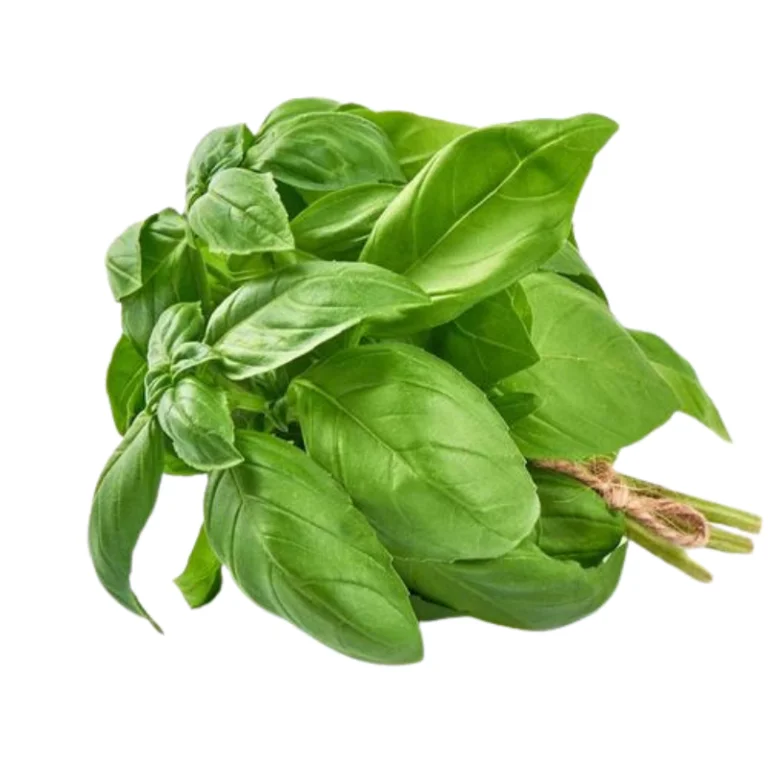 BASIL LEAVES