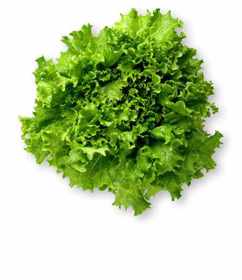 GREEN LEAF LETTUCE