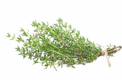 THYME FRESH HERB